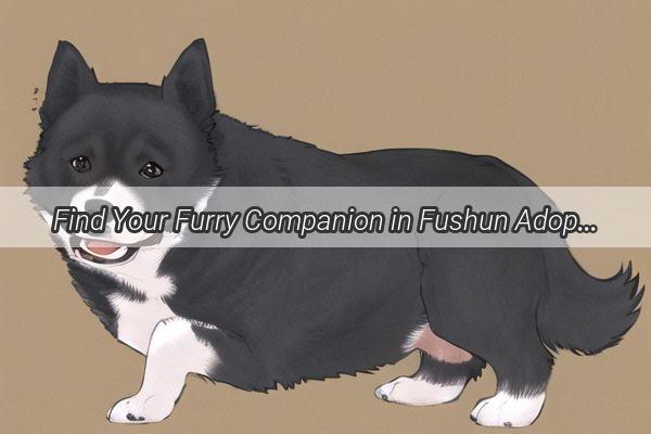 Find Your Furry Companion in Fushun Adoption Hotline  Address Inside